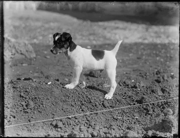 Image: Fox terrier puppy