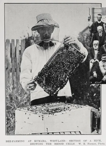 Image: Bee-farming at Kumara, Westland