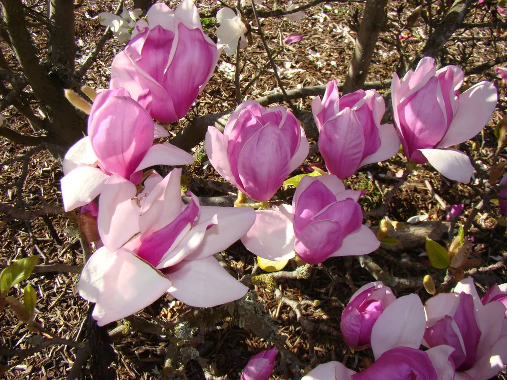 Magnolia x soulangeana Burgundy 1