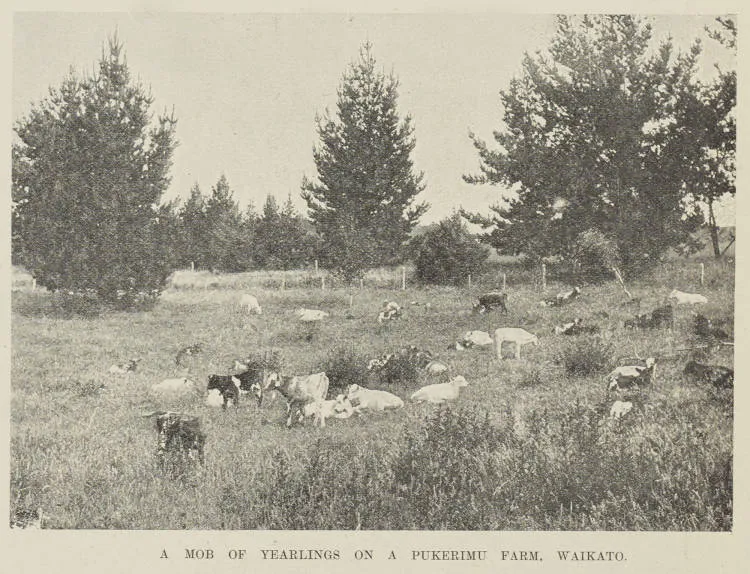 A mob of yearlings on a Pukerimu farm, Waikato