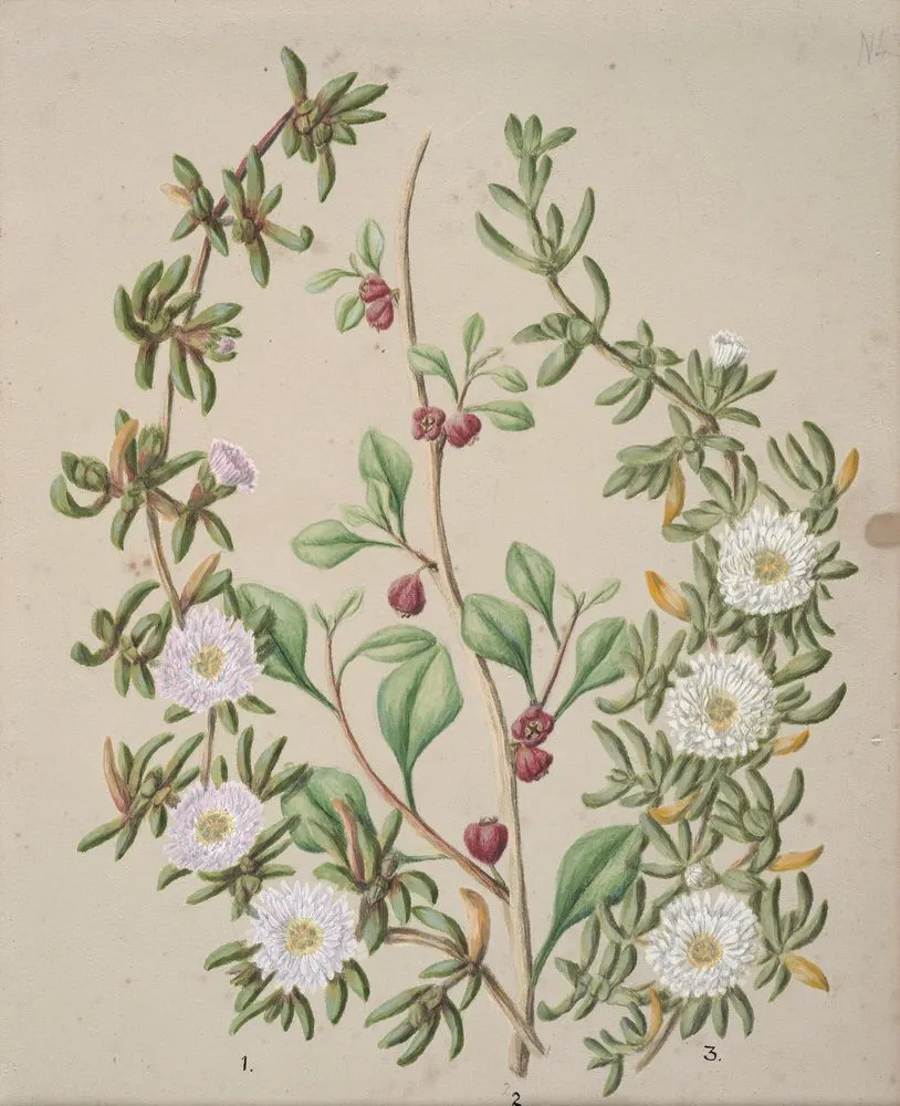 Horokaka; N.Z ice plant; Kokihi.