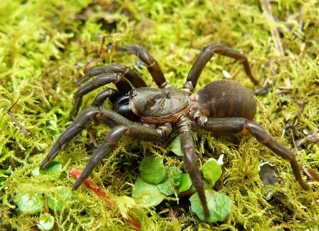 Trapdoor Spider (Cantuaria Species)