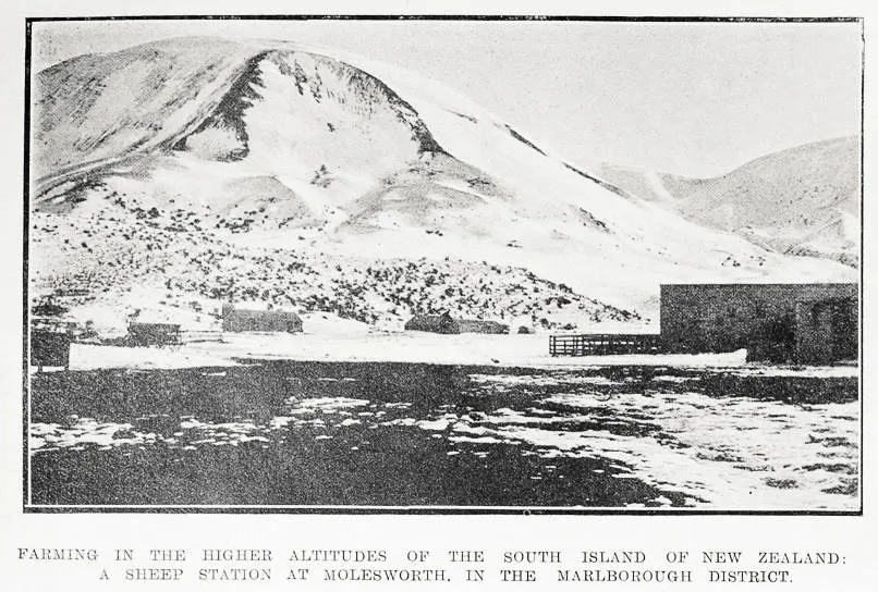 Farming in the higher altitudes of the South Island of New Zealand: a sheep station at Molesworth, in the Marlborough district