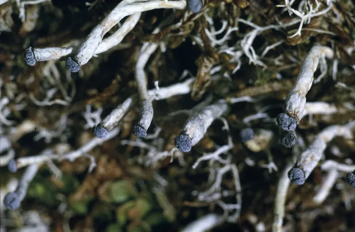 Photograph of a lichen (Cladia species), Campbell Island