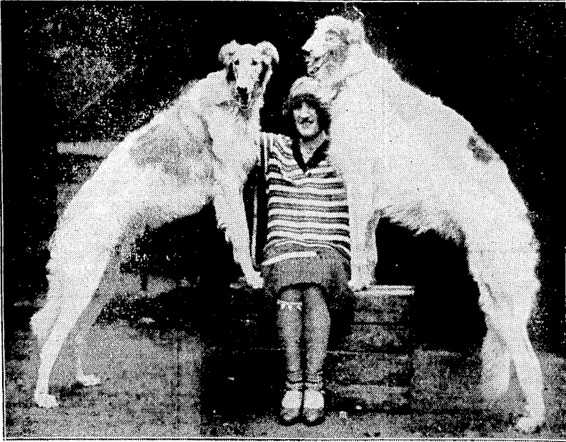 Sport and liencral, Photo. Doss of many breeds, both British and foreign, wero prcosnt at tho Agricultural Hall, London, for the 42nd Annual Criifts Show on 6th and 7th February. Champions of the old favourite varieties and specimens of breeds little known in the Old Country were represented amongst the entries, which numbered nearfy 10,000. The photograph shows Mrs. R. Lewis-with her Boriois, Ivan of WMterton, four first prizes as puppy, and Mytho Pctrov, winner of two prizos. (Evening Post, 30 March 1929)