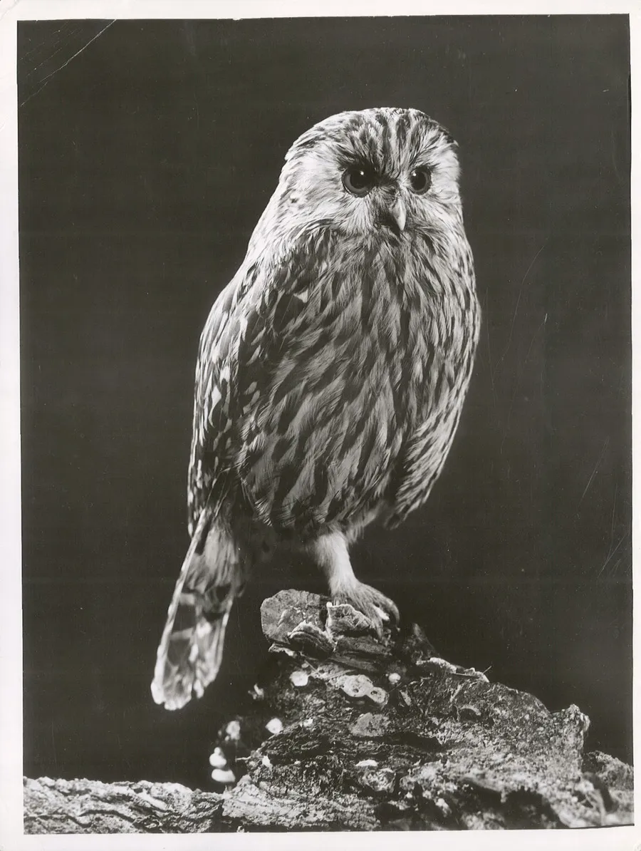 Laughing Owl (Sceloglaux albifacies), Maori name - Whekau