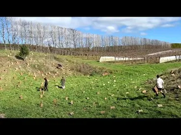 Image: Enhancing kiwifruit pollination with Operation Pollinator®