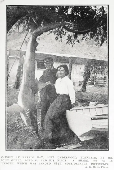 Image: Caught at Kakapo Bay, Port Underwood, Blenheim, by Mr John Guard, aged 85, and his niece: a shark, 9ft 7in in length, which was landed with considerable difficulty