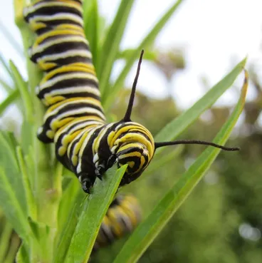 Image: Monarch