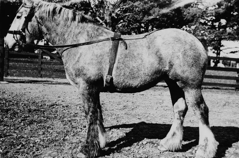 "Emmy" Clydesdale horse