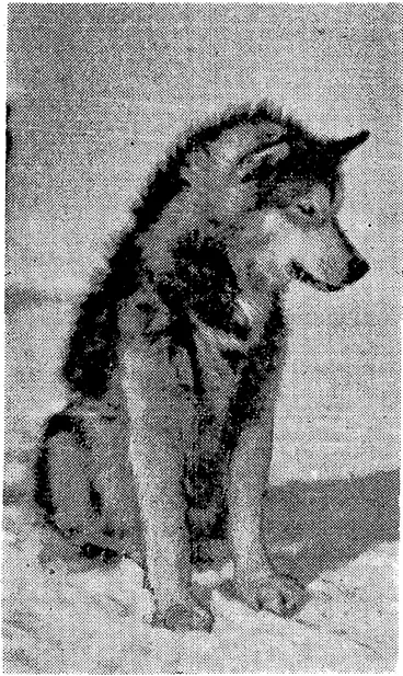 Image: STRONG ARE ESKIMO DOGS. (Evening Post, 23 December 1939)