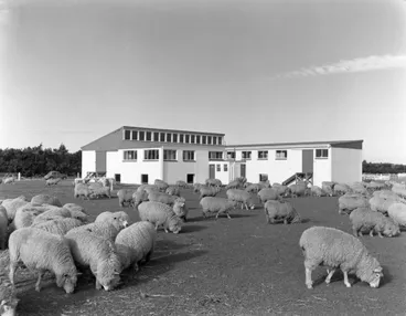 Image: Woolshed at Canterbury Agricultural College