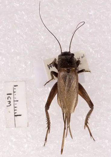 Image: Insect, Cricket