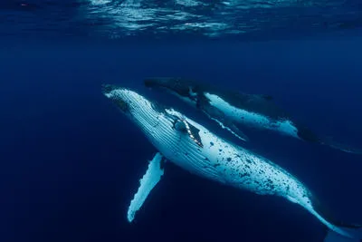 Megaptera novaeangliae (Humpback Whale) at Tuvana-i-ra, Fiji during the 2017 South West Pacific Expedition.