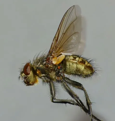 Cluster Flies