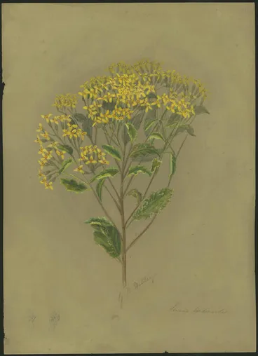 Image: Senecio perdicioides
