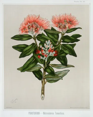Image: Featon, Sarah Anne, 1848-1927 :Pohutukawa. Metrosideros tomentosa. Bock and Cousins Chromo-Litho. [Wellington, 1889]