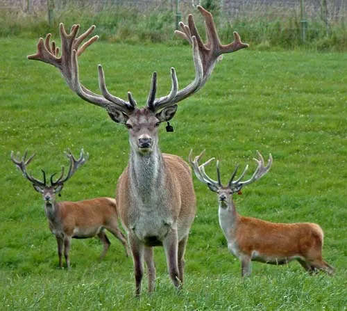 Deer farming