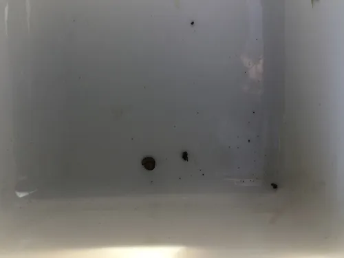 Worm-like Millipedes