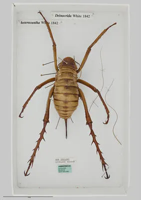 Deinacrida heteracantha - giant weta - wëtäpunga