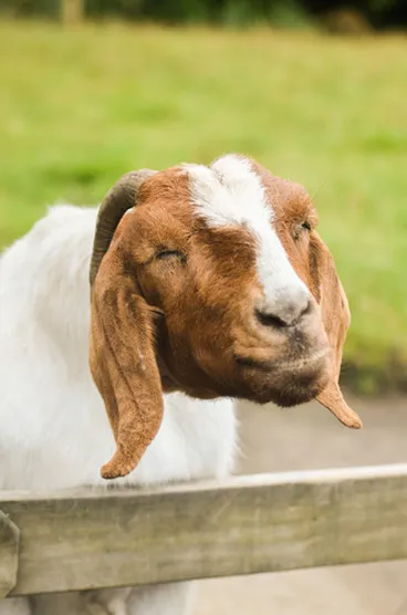 Image: Domestic Goat