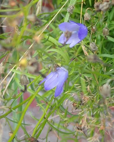 Harebell Image: Harebell