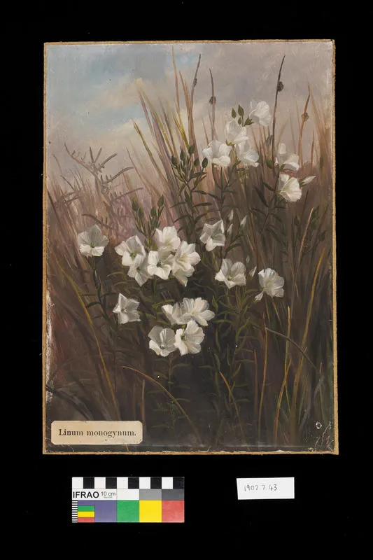 Painting: Linum monogynum (rauhuia/New Zealand true flax)