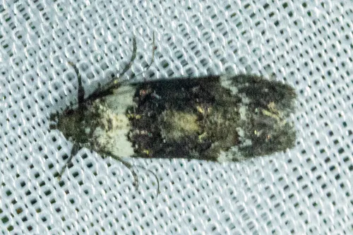 Trachypepla conspicuella