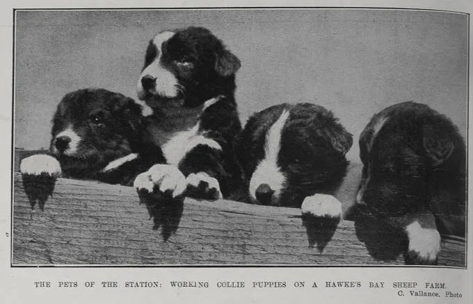 The Pets Of The Station