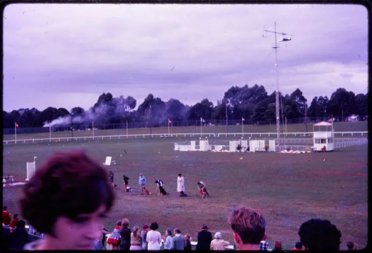 Dog obedience display at the Auckland Easter Show