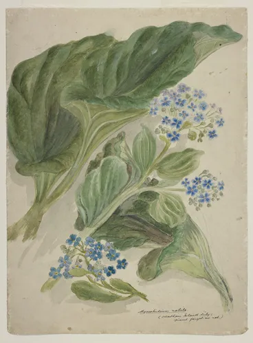 Image: Harris, Emily Cumming, 1837-1925: Myosotidium nobile (Chatham Island lily - giant forget-me-not [myosotidium hortensia. 1890s?]