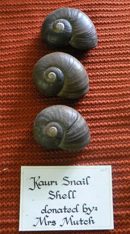 Kauri Snail Shells