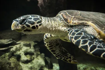 Hawksbill Turtle Image: Hawksbill Turtle