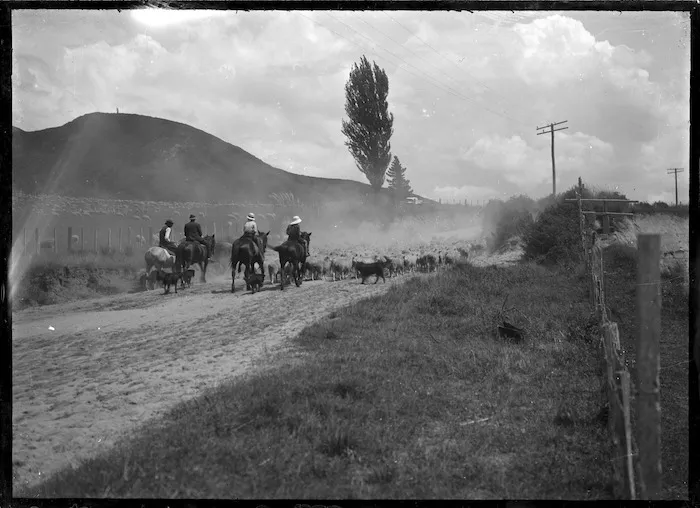Droving sheep near Awakeri, 1924.