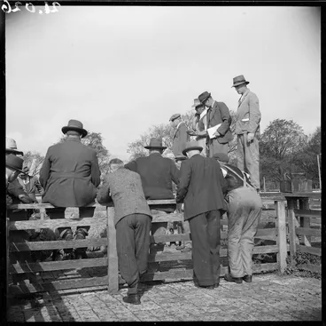 Image: Sheep sale, Addington, Christchurch