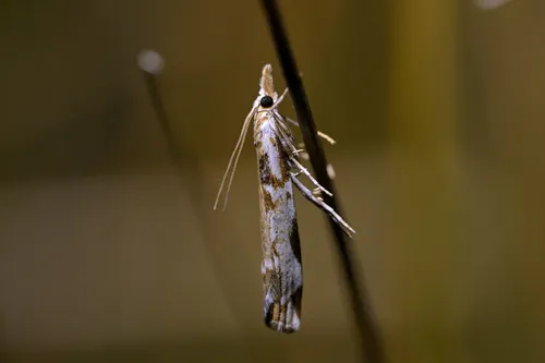 Orocrambus tuhualis