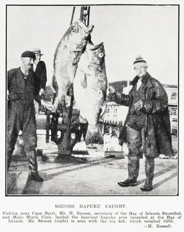 Image: Record hapuku caught