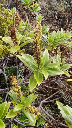 Veronica stricta lata