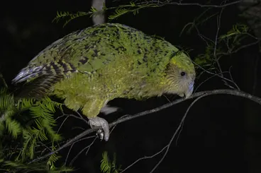 Image: Kākāpō