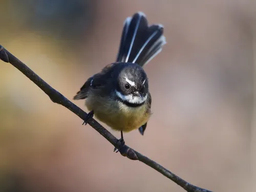 South Island Fantail