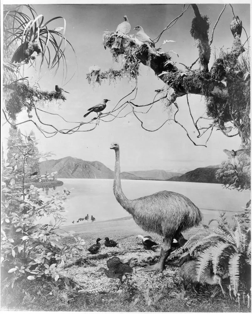 Native birds montage