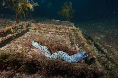 Y-patterned moray