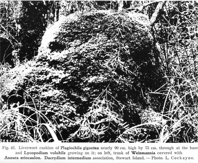 Fig. 42. Liverwort cushion of Plagiochila gigantea nearly 90 cm. high by 75 cm. through at the base and Lycopodium volubile growing on it; on left, trunk of Weinmannia covered with Aneura eriocaulon. Dacrydium intermedium association, Stewart Island. —...