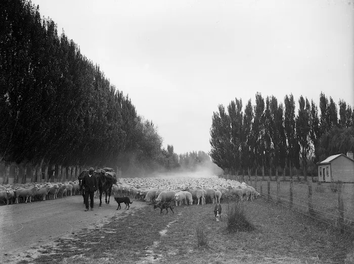 Sheep droving