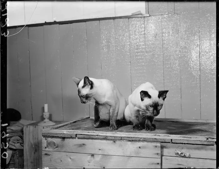 Two Siamese cats