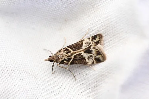 Eudonia melanaegis