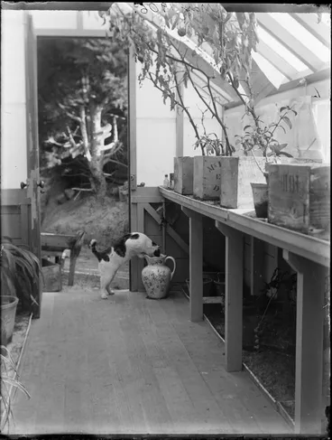 Image: Interior of the conservatory at the residence of William and Lydia Williams, Royal Terrace, Kew, Dunedin, showing a cat looking into a ceramic jug