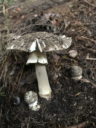 Amanita nothofagi