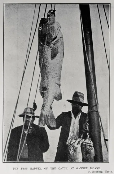 Image: THE BEST HAPUKA OF THE CATCH AT GANNET ISLAND