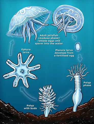 Image: Jellyfish life cycle